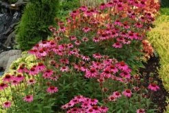 Echinacea 'Amazing Dream' (PBR) 12 Echinacea 'Amazing Dream' (PBR) -Ever Bloom Gardens pl2000024665 card3 lg
