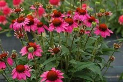 Echinacea 'Amazing Dream' (PBR) 13 Echinacea 'Amazing Dream' (PBR) -Ever Bloom Gardens pl2000024665 card4 lg