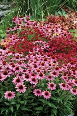 Echinacea 'Amazing Dream' (PBR) 14 Echinacea 'Amazing Dream' (PBR) -Ever Bloom Gardens pl2000024665 card5 lg