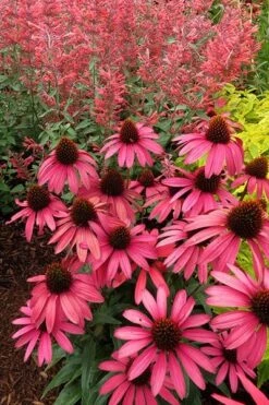 Echinacea 'Amazing Dream' (PBR) 15 Echinacea 'Amazing Dream' (PBR) -Ever Bloom Gardens pl2000024665 card6 lg