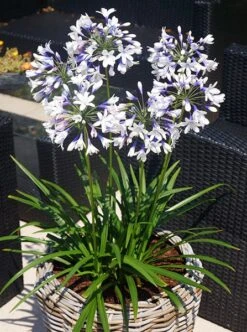 Agapanthus Twister ('Ambic001') (PBR) -Ever Bloom Gardens pl2000024684 card4 lg