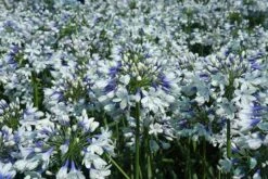 Agapanthus Twister ('Ambic001') (PBR) -Ever Bloom Gardens pl2000024684 card7 lg