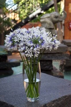 Agapanthus Twister ('Ambic001') (PBR) -Ever Bloom Gardens pl2000024684 card8 lg