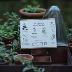 Herbal Teas Seed Gift Box 7 Herbal Teas Seed Gift Box -Ever Bloom Gardens pl2000024986 card3 lg