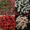 Saxifraga Collection -Ever Bloom Gardens pl2000025121