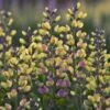 Baptisia 'Pink Lemonade' -Ever Bloom Gardens pl2000025124