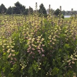 Baptisia 'Pink Lemonade' -Ever Bloom Gardens pl2000025124 card2 lg