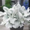 Senecio Candidans Angel Wings ('Senaw') (PBR) -Ever Bloom Gardens pl2000025231