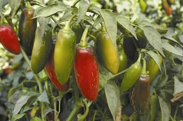 Chilli Starter Kit 4 Chilli Starter Kit - Image 2