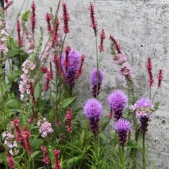 Moisture Plant Combination