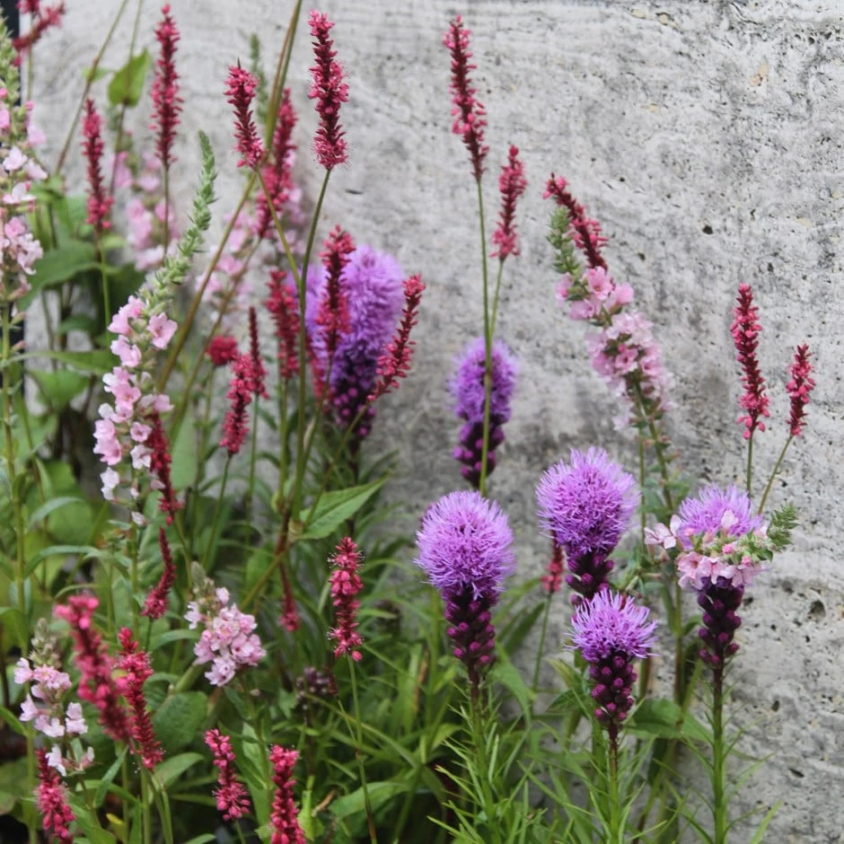 Moisture Plant Combination 3 Moisture Plant Combination