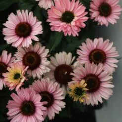 Echinacea SunSeekers Salmon ('IFECSSSAL') (PBR) (SunSeekers Series) -Ever Bloom Gardens pl2000033448 card3 lg