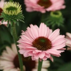 Echinacea SunSeekers Salmon ('IFECSSSAL') (PBR) (SunSeekers Series) -Ever Bloom Gardens pl2000033448 card4 lg