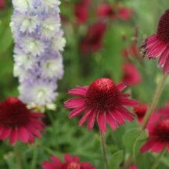 Echinacea Delicious Candy ('Noortdeli') (PBR) 9 Echinacea Delicious Candy ('Noortdeli') (PBR) -Ever Bloom Gardens pl2000033449 card4 lg