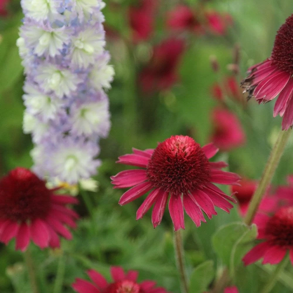 Echinacea Delicious Candy ('Noortdeli') (PBR) 6 Echinacea Delicious Candy ('Noortdeli') (PBR) - Image 4