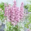 Delphinium Flamenco ('Coadelfla') (PBR) (Highlander Series) -Ever Bloom Gardens pl2000034317