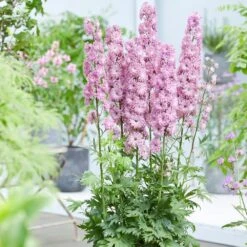 Delphinium Flamenco ('Coadelfla') (PBR) (Highlander Series) -Ever Bloom Gardens pl2000034317 card3 lg