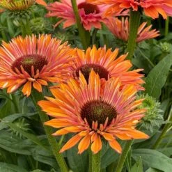 Echinacea SunSeekers Rainbow ('IFECSSRA') (PBR) (SunSeekers Series) -Ever Bloom Gardens pl2000036167 card4 lg