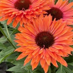 Echinacea SunSeekers Rainbow ('IFECSSRA') (PBR) (SunSeekers Series) -Ever Bloom Gardens pl2000036167 card5 lg
