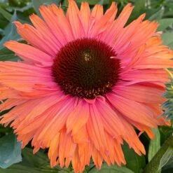 Echinacea SunSeekers Rainbow ('IFECSSRA') (PBR) (SunSeekers Series) -Ever Bloom Gardens pl2000036167 card6 lg