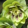 Helleborus × Hybridus Harvington Double Green Speckled -Ever Bloom Gardens pl2000037226