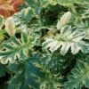 Acanthus 'Whitewater' -Ever Bloom Gardens pl2000037600