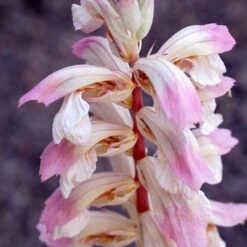 Acanthus 'Whitewater' -Ever Bloom Gardens pl2000037600 card3 lg