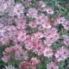 Astrantia Major 'Sparkling Stars Pink' (Sparkling Stars Series) -Ever Bloom Gardens pl2000038262