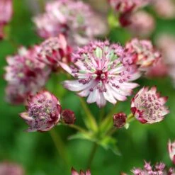 Astrantia Major 'Sparkling Stars Pink' (Sparkling Stars Series) -Ever Bloom Gardens pl2000038262 card3 lg