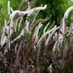 Ever Bloom Gardens -Ever Bloom Gardens pl2000038316 card2 lg