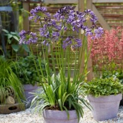 Ever Bloom Gardens -Ever Bloom Gardens pl2000038358 card2 lg