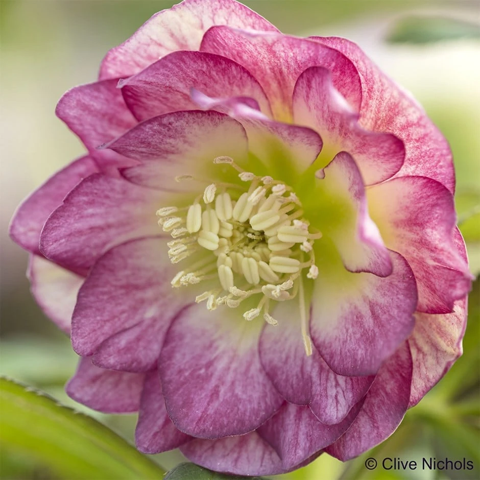 Helleborus × Hybridus Harvington Double Blush 3 Helleborus × Hybridus Harvington Double Blush