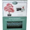 Bonsai Sweet Gum - Seed Growing Kit -Ever Bloom Gardens pl2000039319