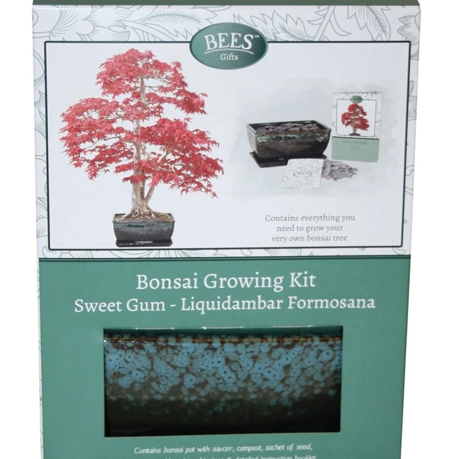 Bonsai Sweet Gum - Seed Growing Kit 2 Bonsai Sweet Gum - Seed Growing Kit