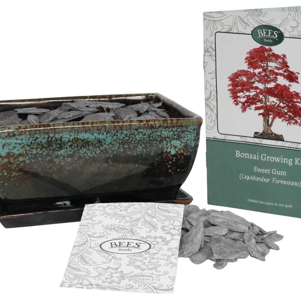 Bonsai Sweet Gum - Seed Growing Kit 4 Bonsai Sweet Gum - Seed Growing Kit - Image 3