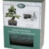 Bonsai Pine - Seed Growing Kit -Ever Bloom Gardens pl2000039320