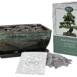 Bonsai Pine - Seed Growing Kit -Ever Bloom Gardens pl2000039320 card3 lg