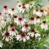 Echinacea Pretty Parasols ('JS Engeltje') (PBR) -Ever Bloom Gardens pl2000039354