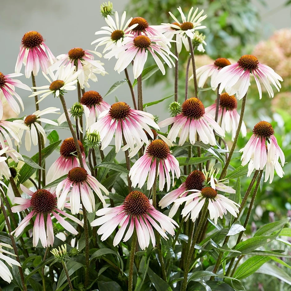 Echinacea Pretty Parasols ('JS Engeltje') (PBR) 3 Echinacea Pretty Parasols ('JS Engeltje') (PBR)