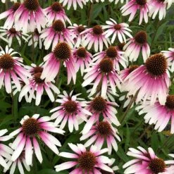 Echinacea Pretty Parasols ('JS Engeltje') (PBR) 21 Echinacea Pretty Parasols ('JS Engeltje') (PBR) -Ever Bloom Gardens pl2000039354 card10 lg
