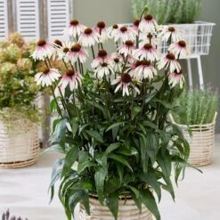 Echinacea Pretty Parasols ('JS Engeltje') (PBR) 14 Echinacea Pretty Parasols ('JS Engeltje') (PBR) -Ever Bloom Gardens pl2000039354 card3 lg