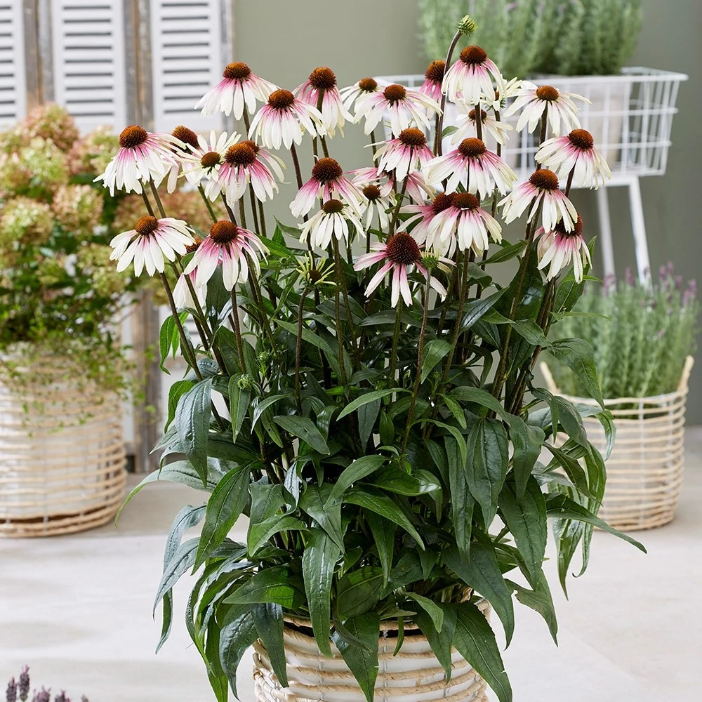 Echinacea Pretty Parasols ('JS Engeltje') (PBR) 5 Echinacea Pretty Parasols ('JS Engeltje') (PBR) - Image 3
