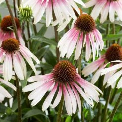 Echinacea Pretty Parasols ('JS Engeltje') (PBR) 15 Echinacea Pretty Parasols ('JS Engeltje') (PBR) -Ever Bloom Gardens pl2000039354 card4 lg