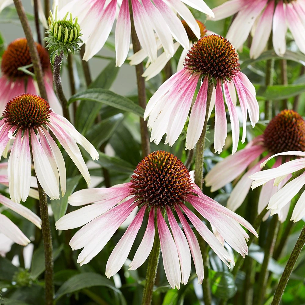 Echinacea Pretty Parasols ('JS Engeltje') (PBR) 6 Echinacea Pretty Parasols ('JS Engeltje') (PBR) - Image 4