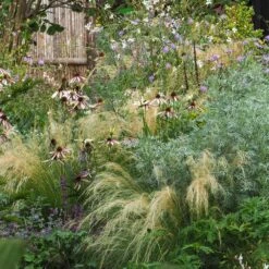 Echinacea Pretty Parasols ('JS Engeltje') (PBR) 17 Echinacea Pretty Parasols ('JS Engeltje') (PBR) -Ever Bloom Gardens pl2000039354 card6 lg