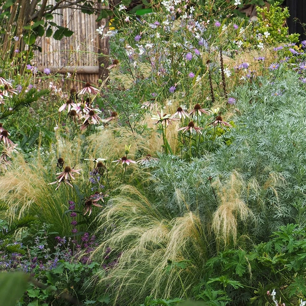 Echinacea Pretty Parasols ('JS Engeltje') (PBR) 8 Echinacea Pretty Parasols ('JS Engeltje') (PBR) - Image 6
