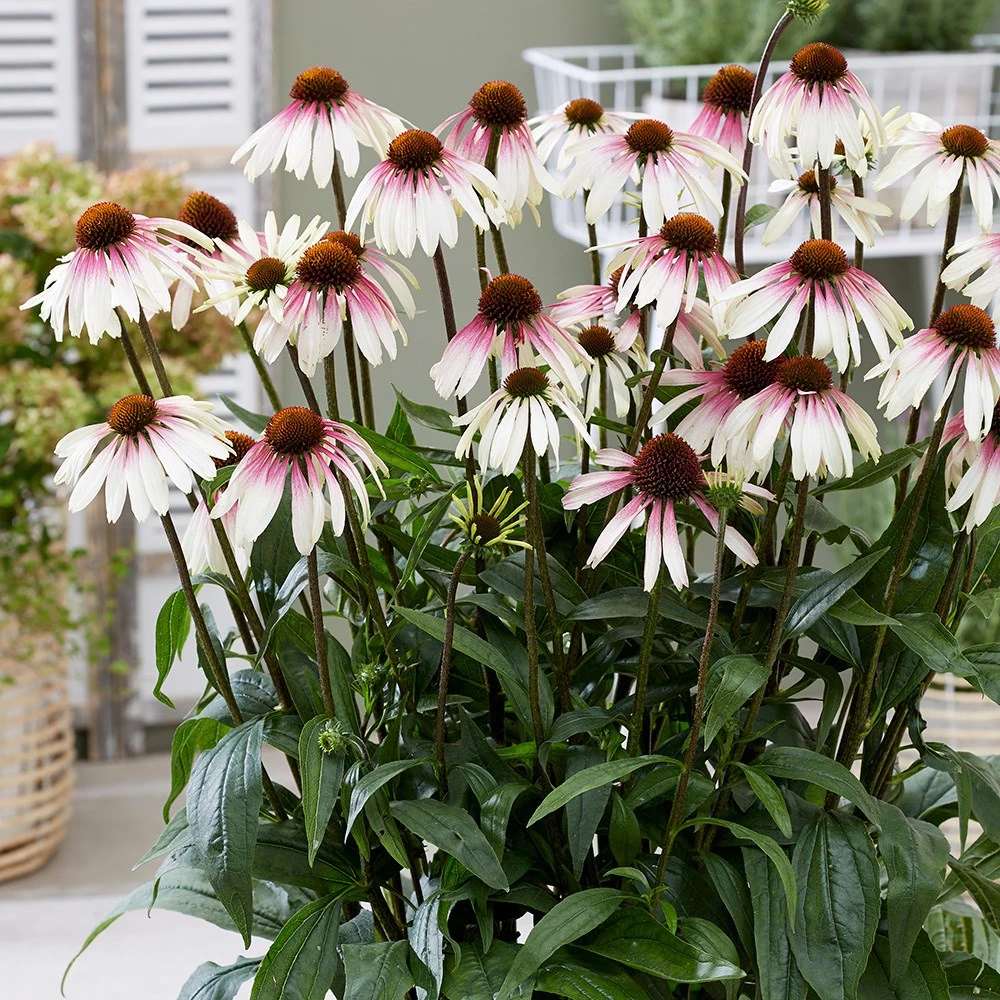 Echinacea Pretty Parasols ('JS Engeltje') (PBR) 10 Echinacea Pretty Parasols ('JS Engeltje') (PBR) - Image 8