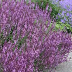 Circles & Spires Collection -Ever Bloom Gardens pl2000041243 card3 lg