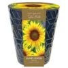 Indoor Sunflower Pot -Ever Bloom Gardens pl2000043557