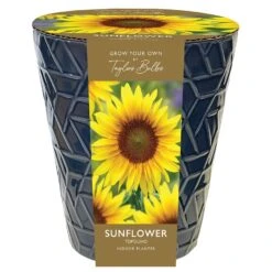 Indoor Sunflower Pot